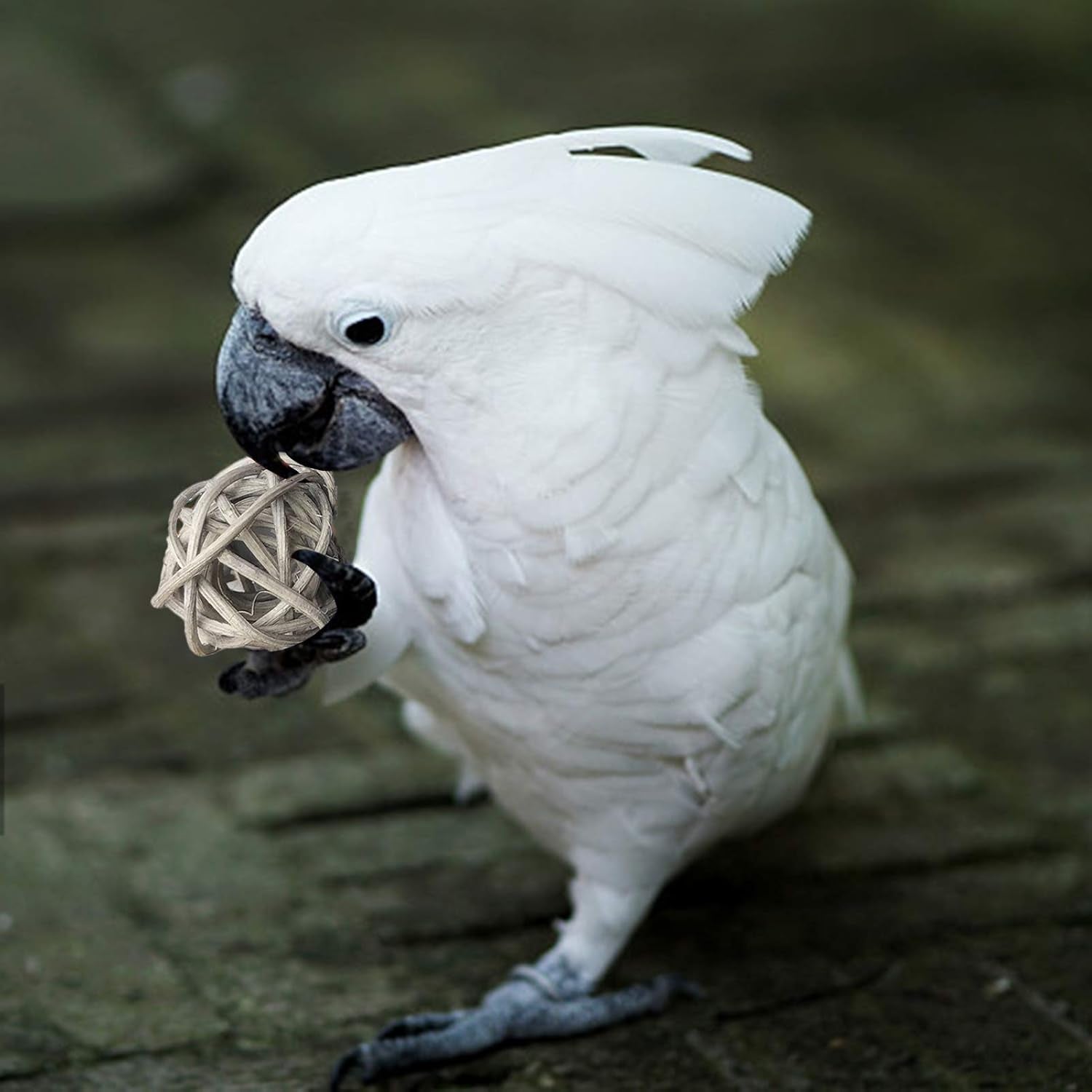 Rattan Balls 32 Pack 1.2 Inch Wicker Ball Birds Toy Parrot Parakeet Chewing Toys Pet Cage Bite Toys Decorative Ball Orbs Crafts DIY Accessories Vase Fillers (Multi-Colored)